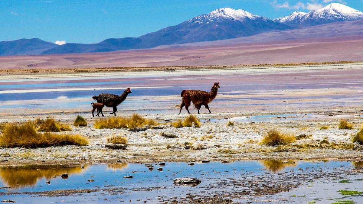 Alpaca im Anden-Hochland |  Nicole Dnow / Chamleon