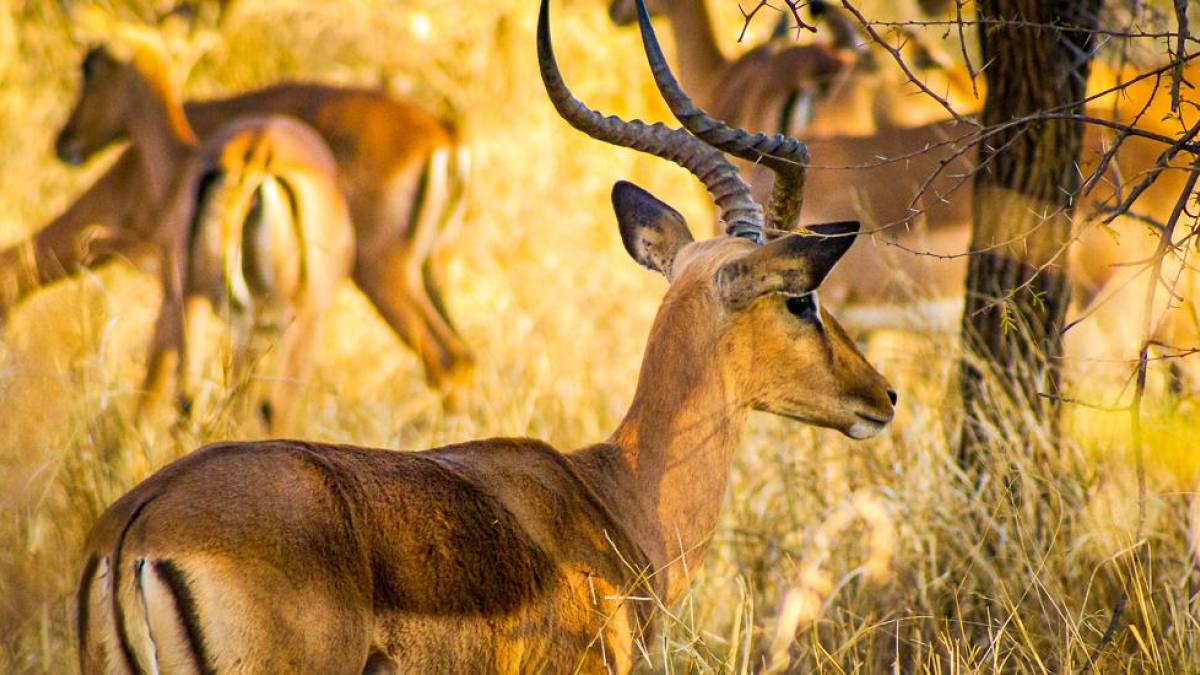 Impalas im hohen Savannengras |  Daniel Weske / Chamleon