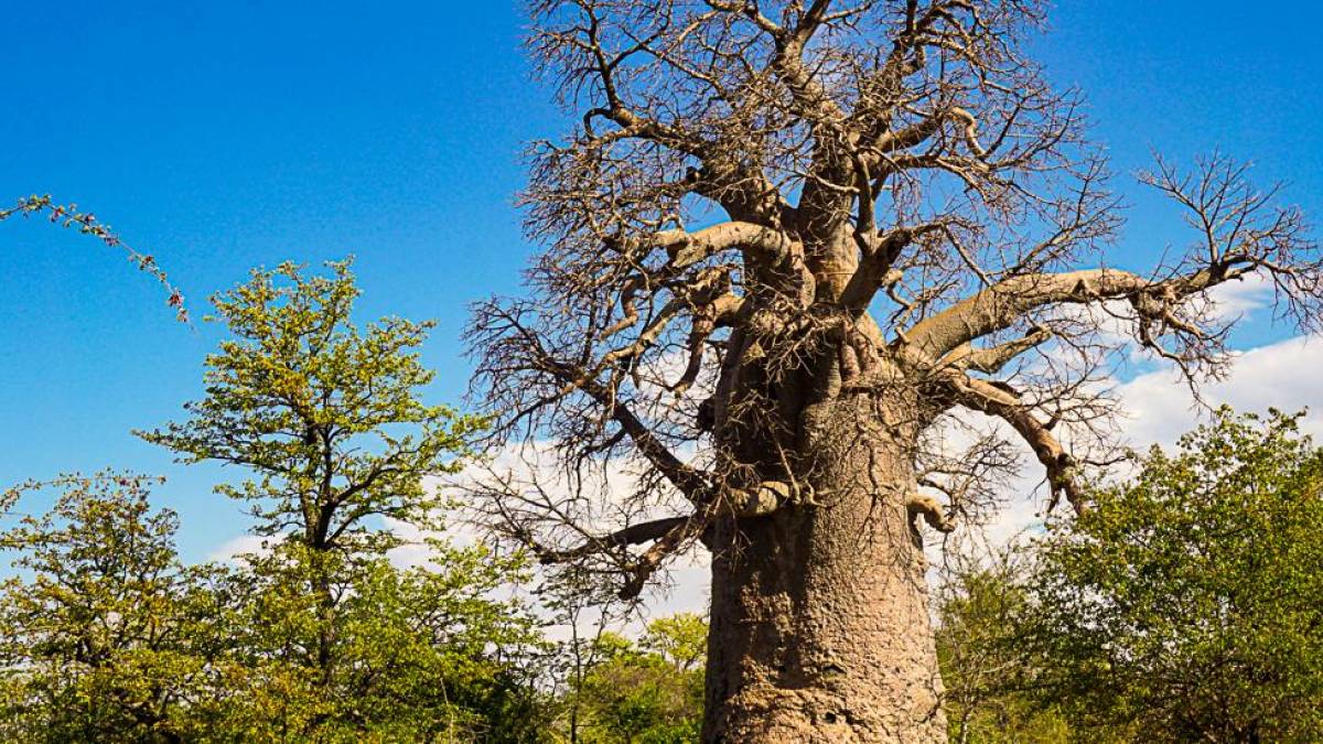 Alter Baobab |  Andrea Ptz / Chamleon