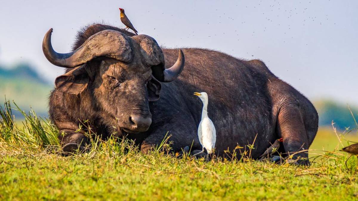 Bffel mit gefiederten Freunden |  Reimer Brtt / Chamleon