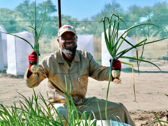 Mitarbeiter mit Gemseertrag |  Peter Pack
