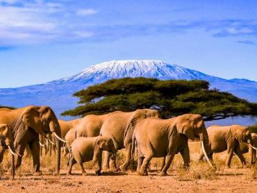 Afrikanische Elefanten vor dem Kilimanjaro