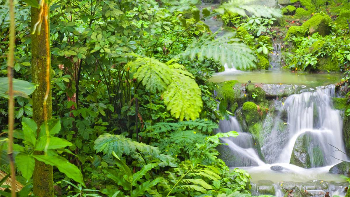 Regenwald in Ecuador |  Chamleon