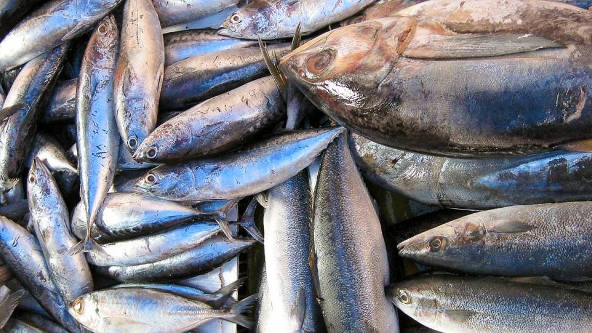 Frischer Fisch am Hafen |  Gerrit Groenewold / Chamleon