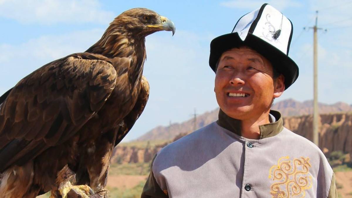 Jagdvogel-Vorfhrung |  Novi Nomad / Chamleon