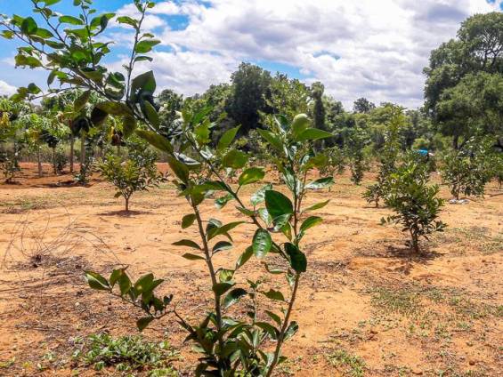 Orangenplantage in Sri Lanka |  NKAR Travels & Tours / Chamleon