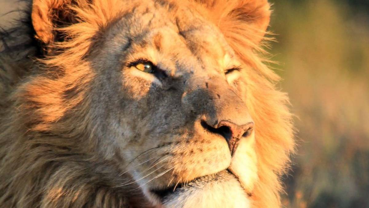 Zwei Lwenbrder |  Michael Trautner / Chamleon