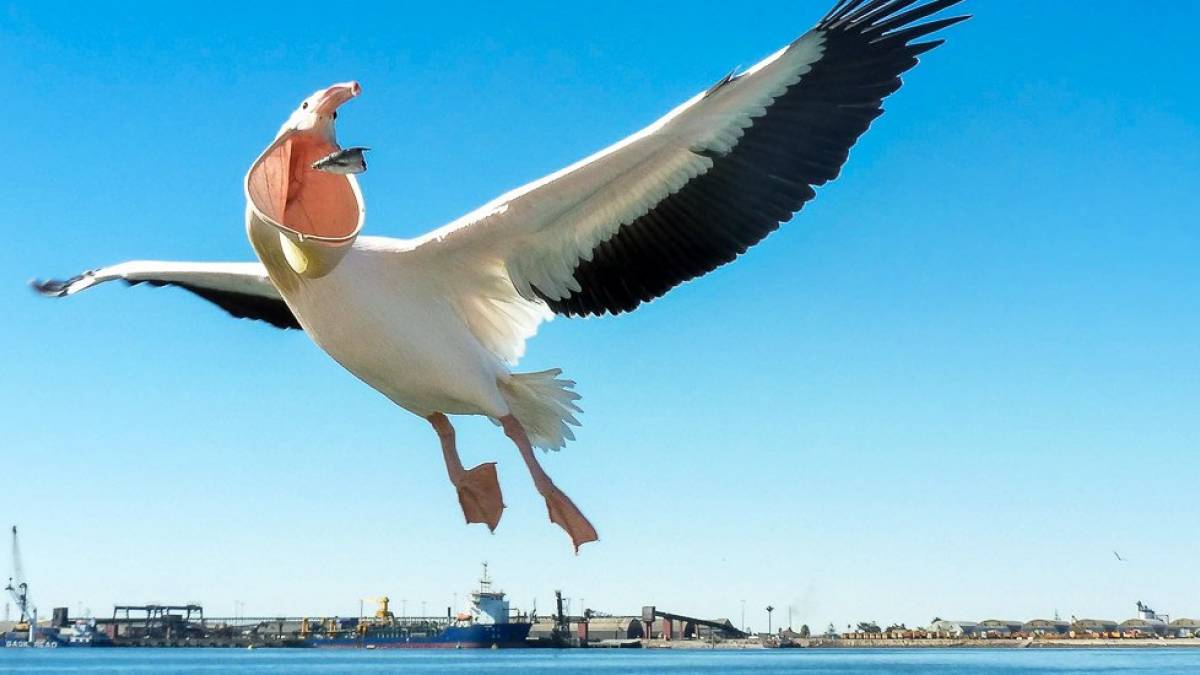 Guter Fang |  Patrick Schneider / Chamleon