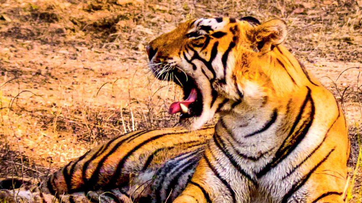 Tiger im Ranthambore-Nationalpark |  Helmut Steinheimer / Chamleon