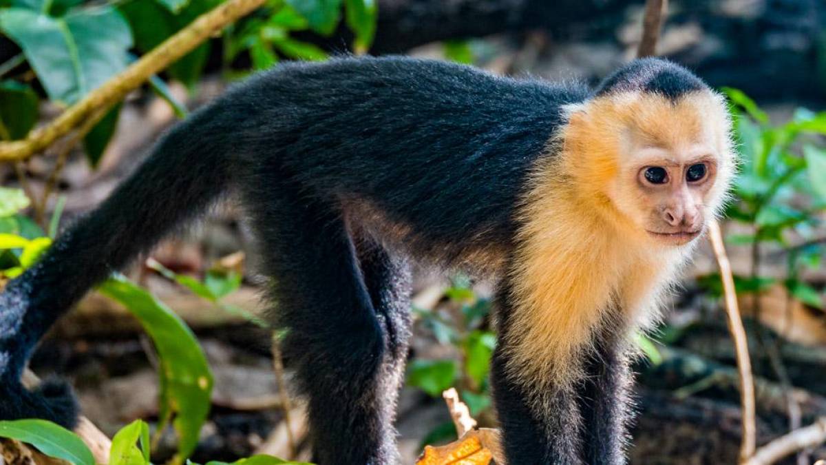 ffchen |  Christian Hergenrther / Chamleon