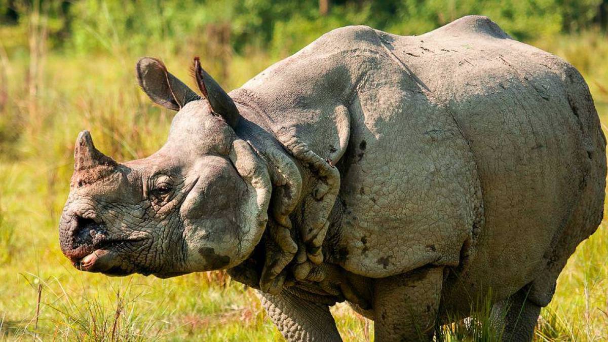 Nashorn im Chitwan-Nationalpark |  Carsten Brandt, iStockphoto.com / Chamleon