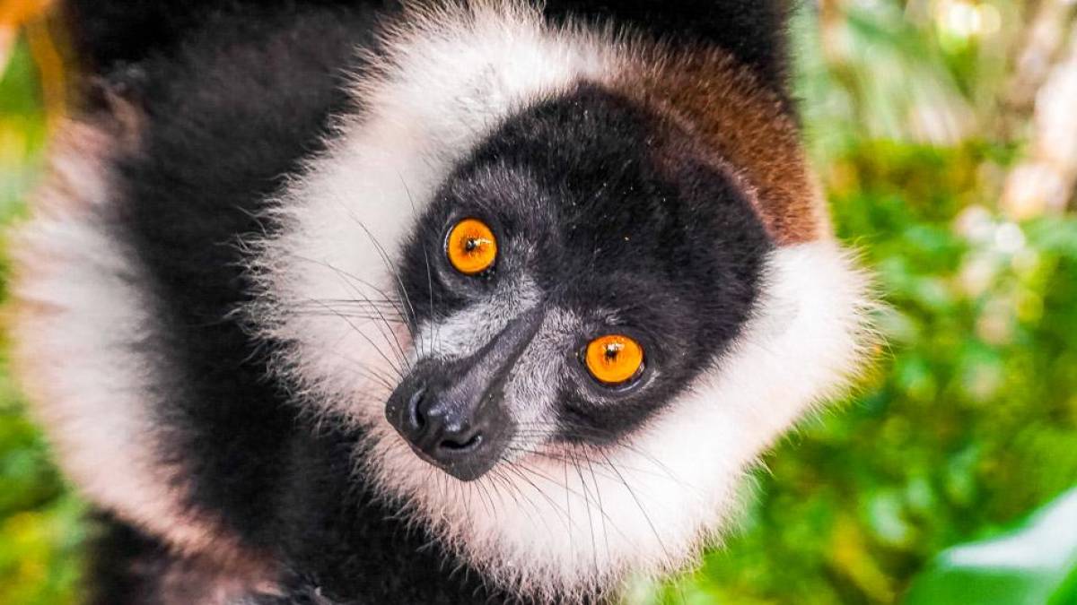 Schwarzweier Vari |  Anna Sagerer / Chamleon