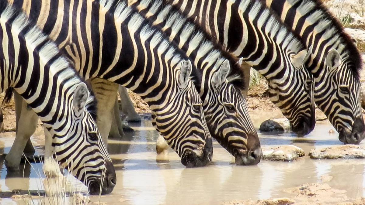 Zebrastreifen am Wasser |  Heinz Hermann Eschen / Chamleon