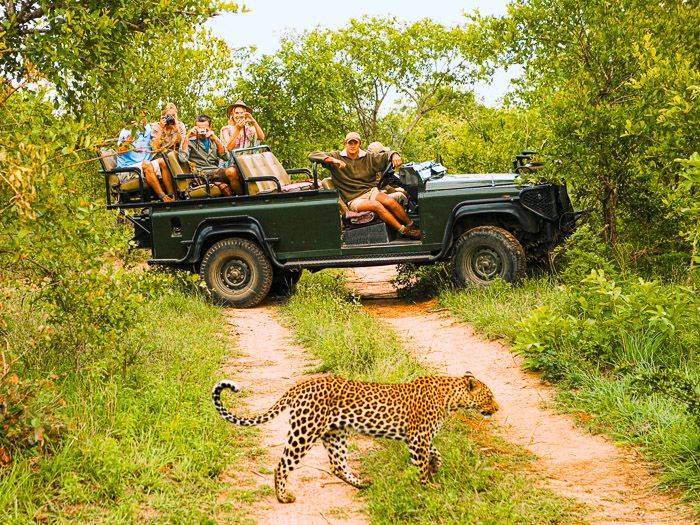 Leopard kreuzt die Strae |  IPGGutenbergUKLtd, iStockphoto.com / Chamleon