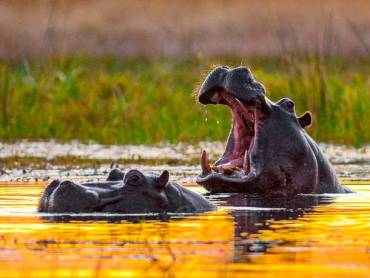 Zwei Hippos im Sonnenuntergang