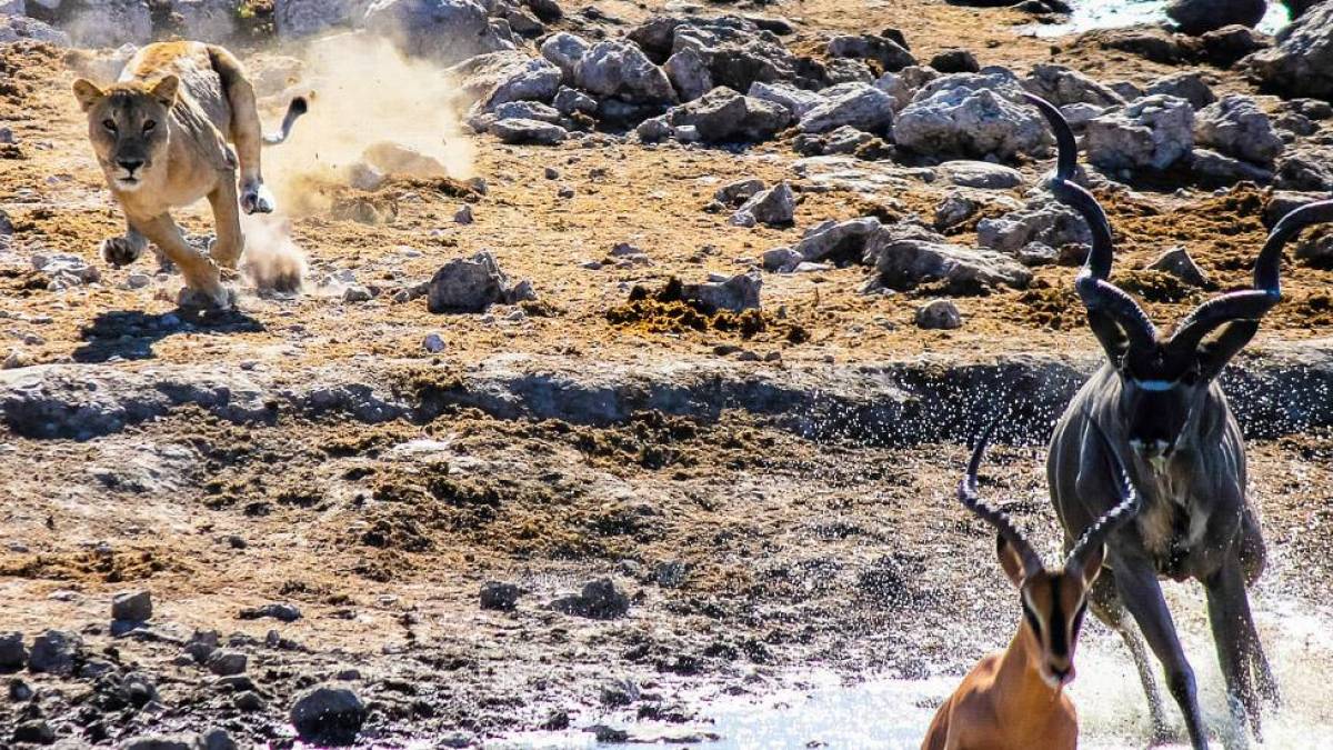 Lwenangriff in Olifantsbad |  Stefanie Oldag / Chamleon