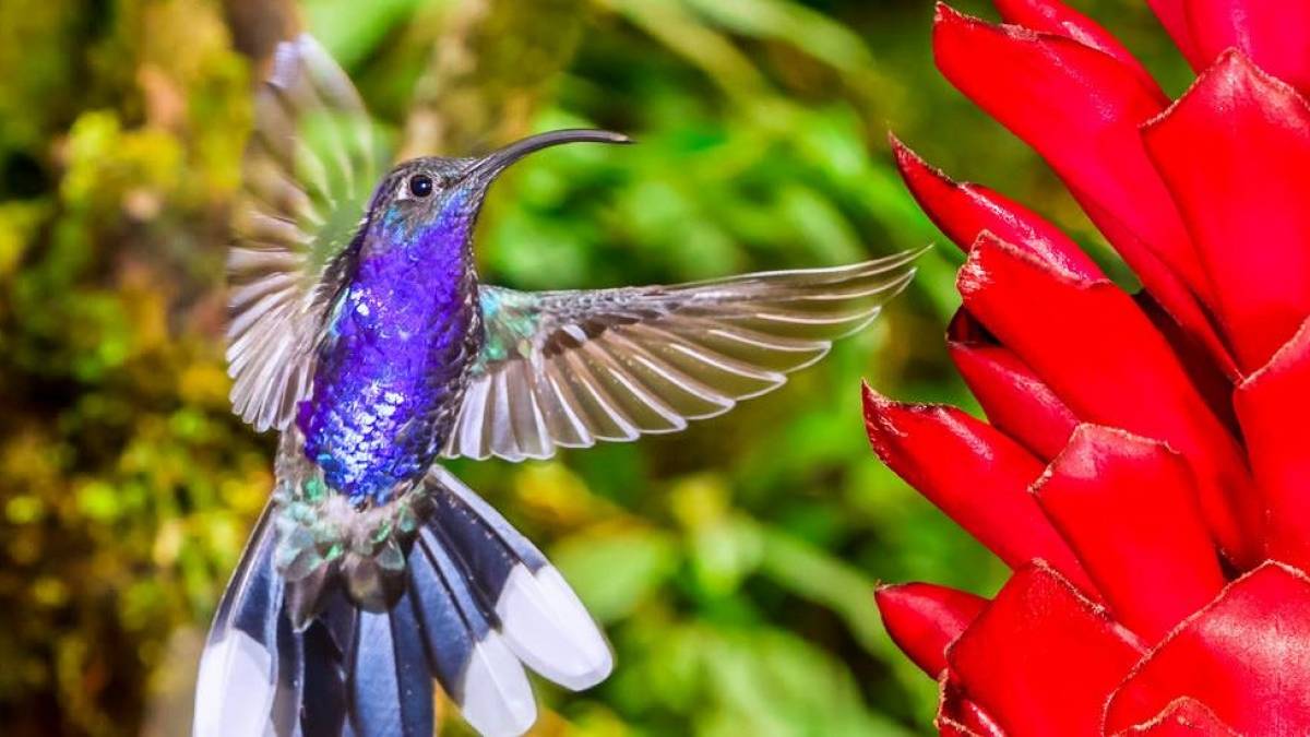Kolibri in Monteverde |  ivkuzmin, iStockphoto.com / Chamleon