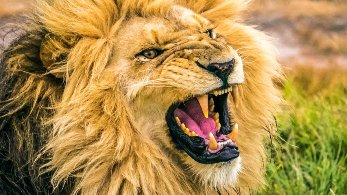 Launischer Lwe |  Hubert Mangelsen / Chamleon