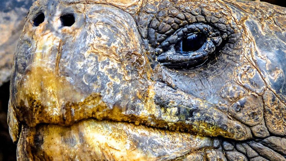 Schildkrte Closeup |  Nina Rusnak / Chamleon