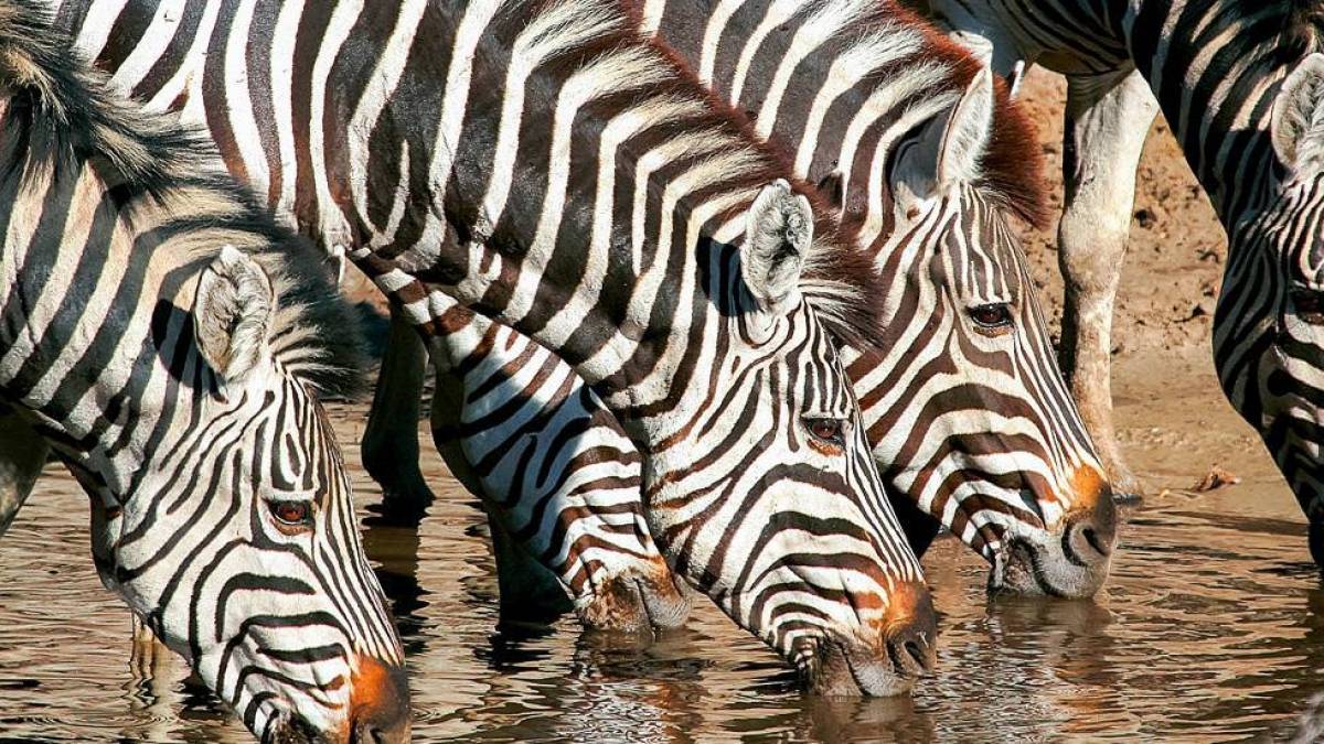 Zebras an der Wasserstelle |  Botswana Tourism Board / Chamleon