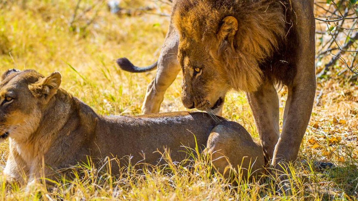 Lwenpaar beim Liebesspiel |  Peter Pack, Pack Safari / Chamleon