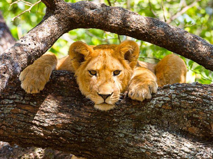 Junger Lwe ruht auf einem Baum |  Andrejs Jegorovs, iStockphoto / Chamleon