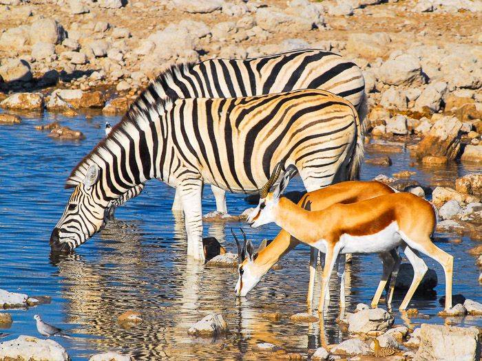 Gemeinsames trinken |  Rita Krause / Chamleon