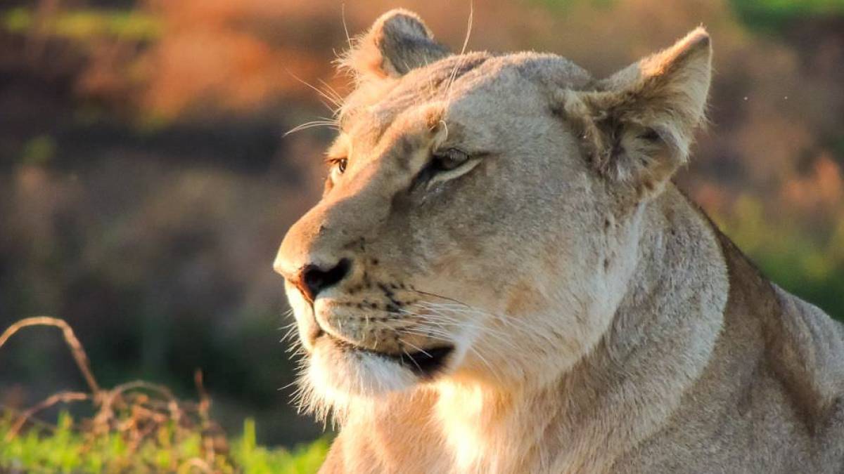 Lwin im Sonnenuntergang |  Brigitte Sixt / Chamleon