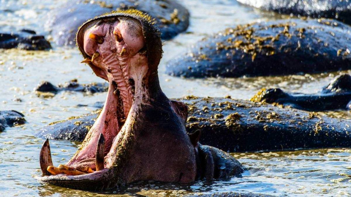 Hippo Pool in der Serengeti |  Kai-Uwe Kuechler / Chamleon