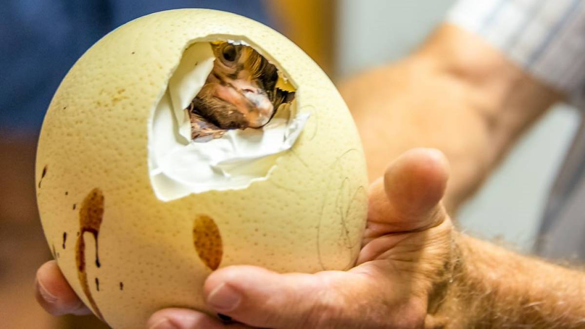 Strauenjunges schlpft aus dem Ei |  Klaus Hansen / Chamleon