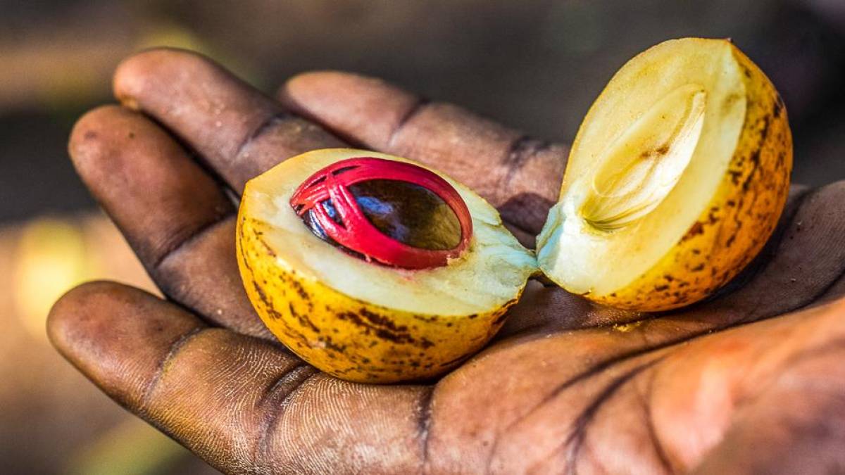 Geffnete Muskat-Frucht |  Hannes Schleicher / Chamleon