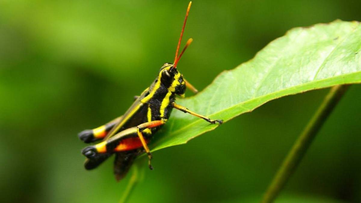 Leben im Dschungel |  Hannes Schleicher / Chamleon