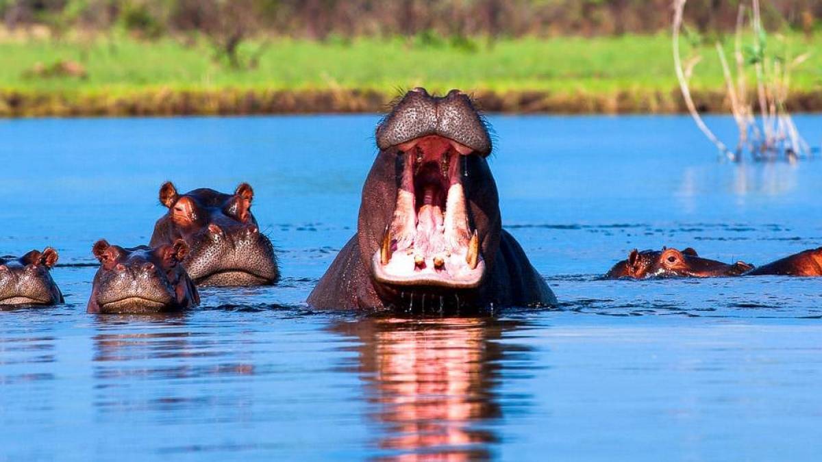 Flusspferdfamilie im Kwando |  Andreas Schleifenbaum / Chamleon
