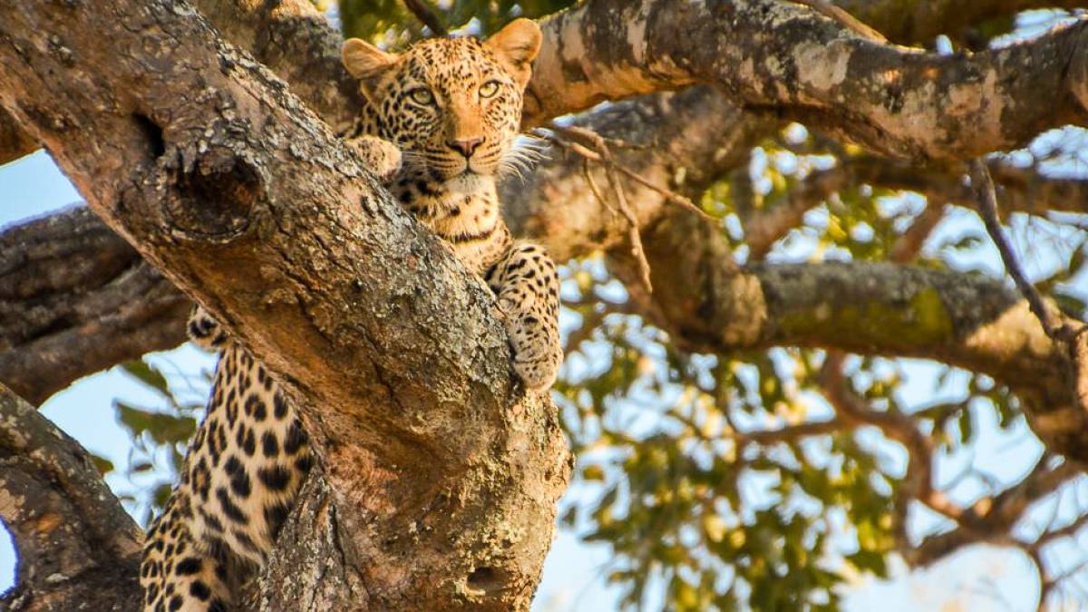 Einfach mal abhngen |  Frank Strippel / Chamleon