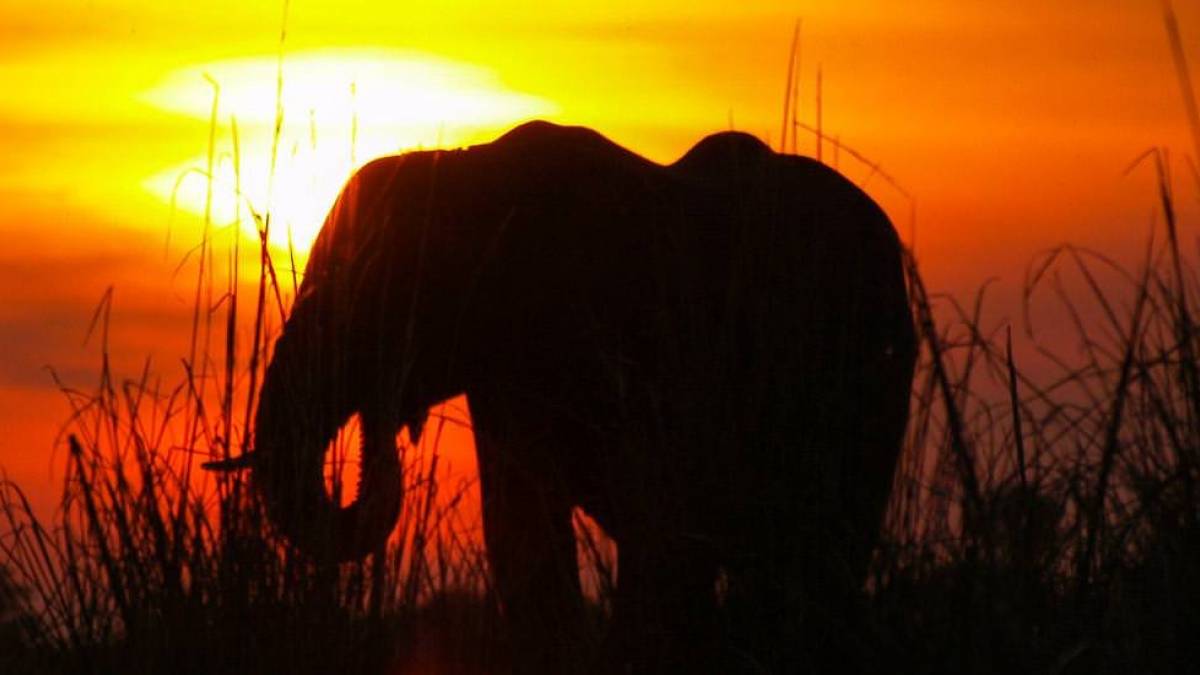 Elefant vor Sonnenuntergang |  Susanne und Gnter Behrendt / Chamleon