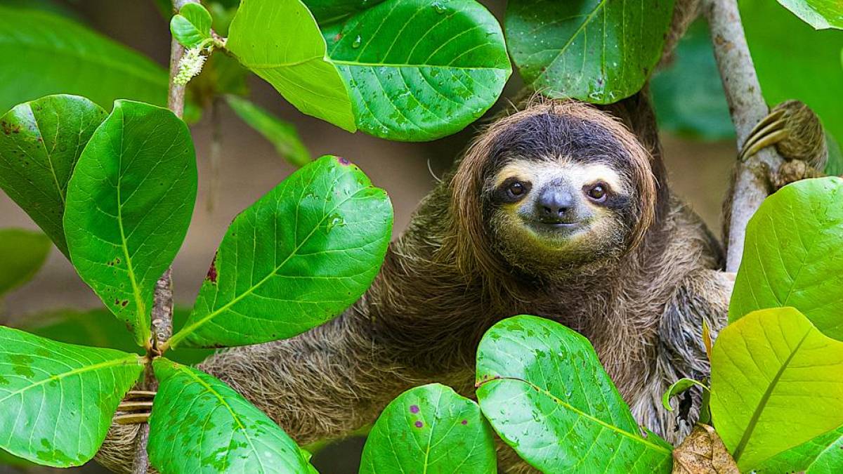 Faules Tier |  Tobias Hauser / Chamleon