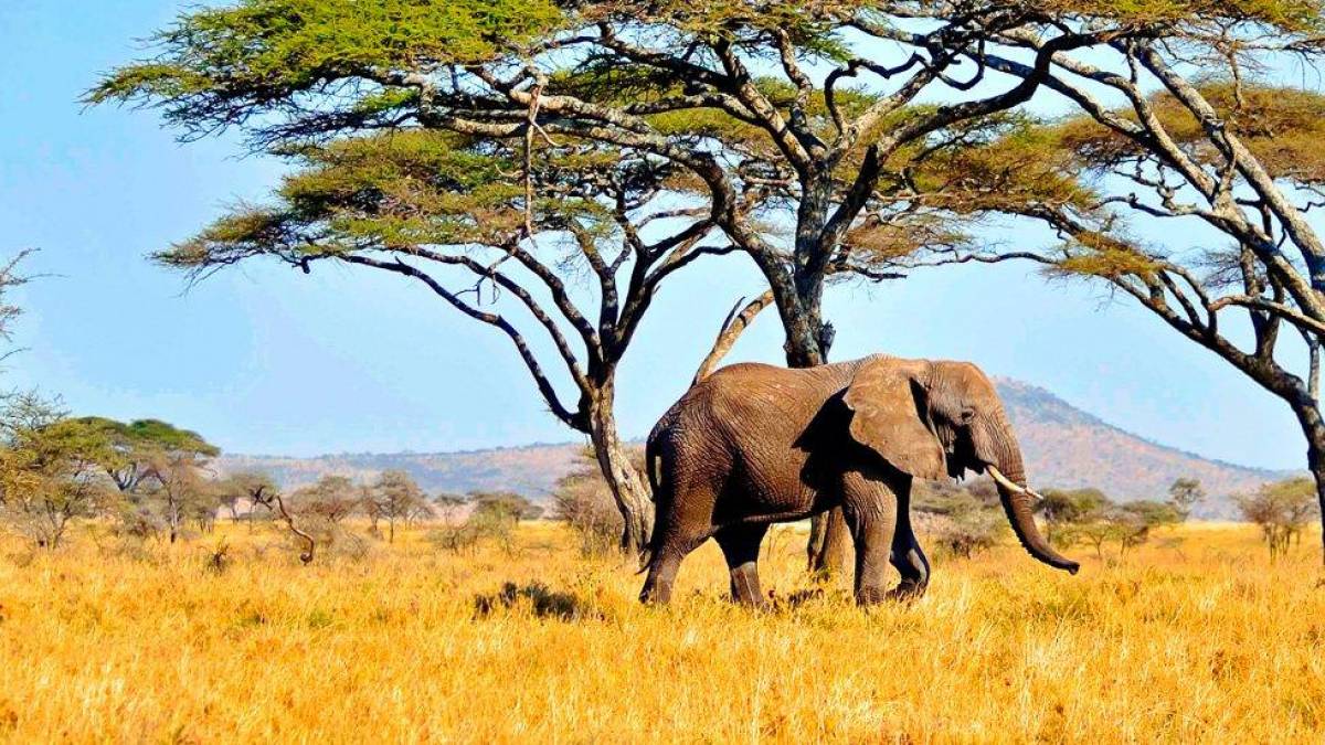 Elefant in der Serengeti |  Dieter Gerhards / Chamleon