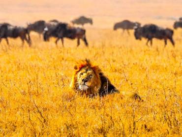L?we und Gnus im Ngorongoro-Krater