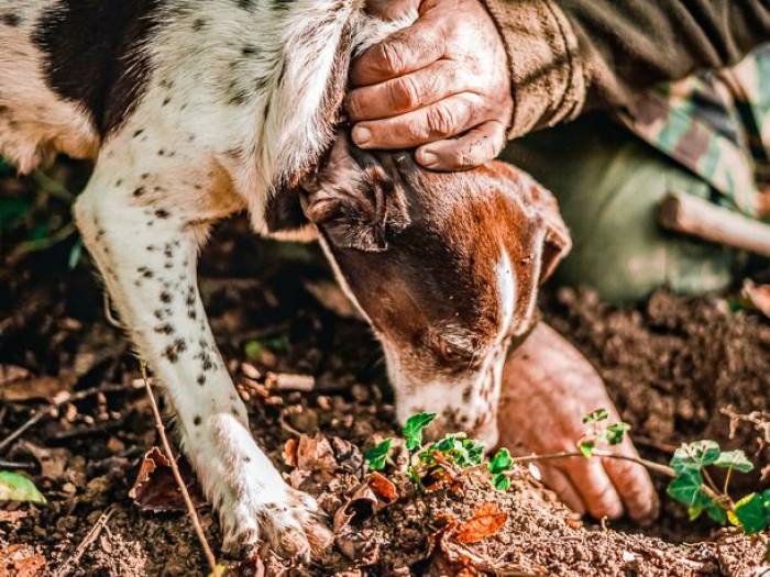 Mit dem Hund auf Trfelsuche |  Andrea Cairone, Unsplash / Chamleon