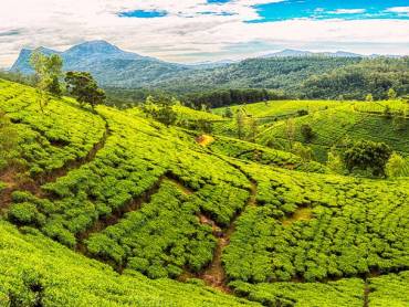 Riesige Teeplantage in Sri Lanka
