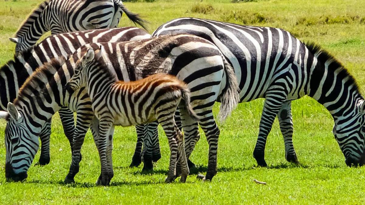 Zebrafamilie |  Chamleon