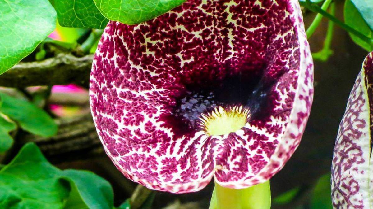 Orchideen in Xico |  Chamleon