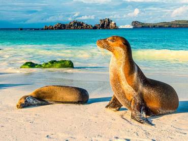 Seelwen am Strand der Insel Espanola, Galapagos 