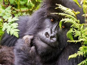 Auge in Auge mit dem Gorilla