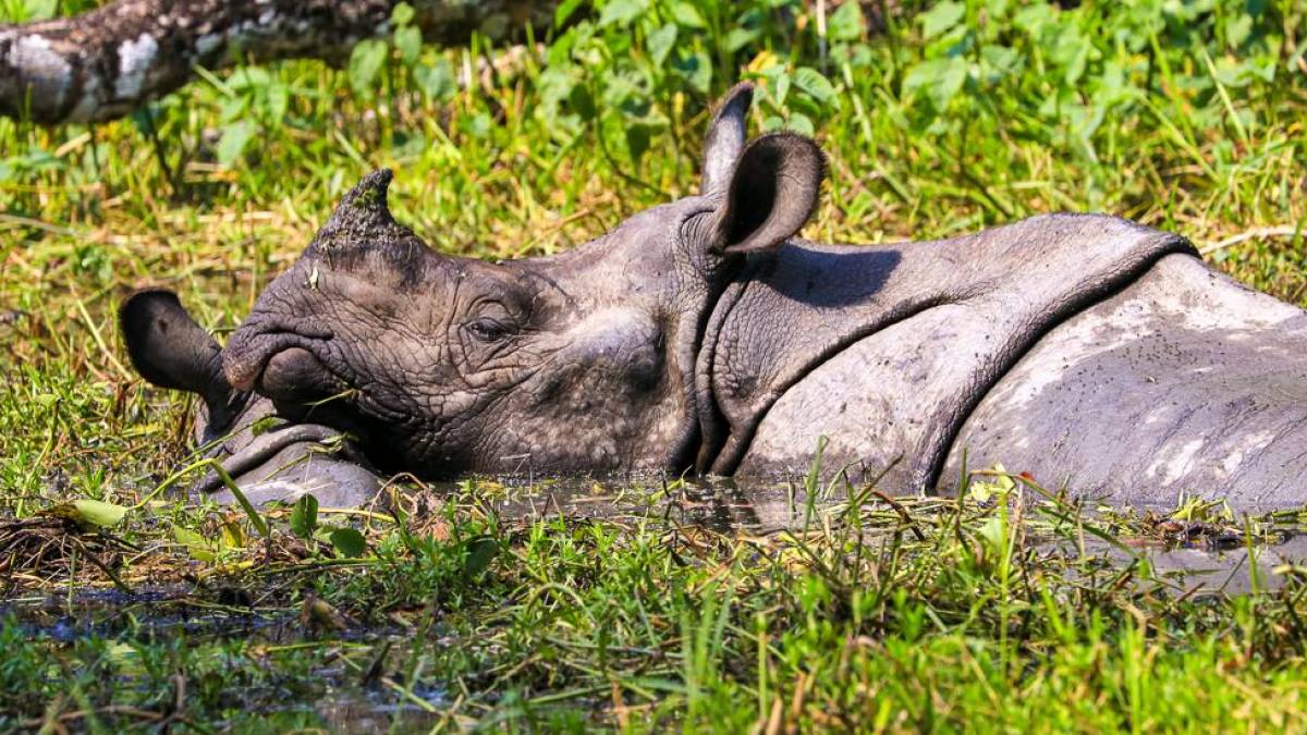 Nashorn im Chitwan-Nationalpark |  Peter Kreutziger / Chamleon