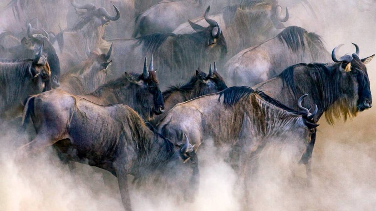 Gnu-Herde |  blacksnapper, iStockphoto / Chamleon