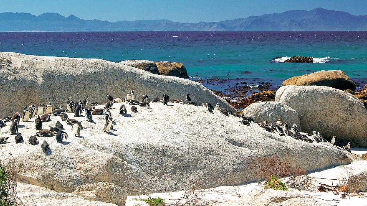 Pinguine am Boulder Beach |  Kai-Uwe Kchler, Art & Adventure / Chamleon