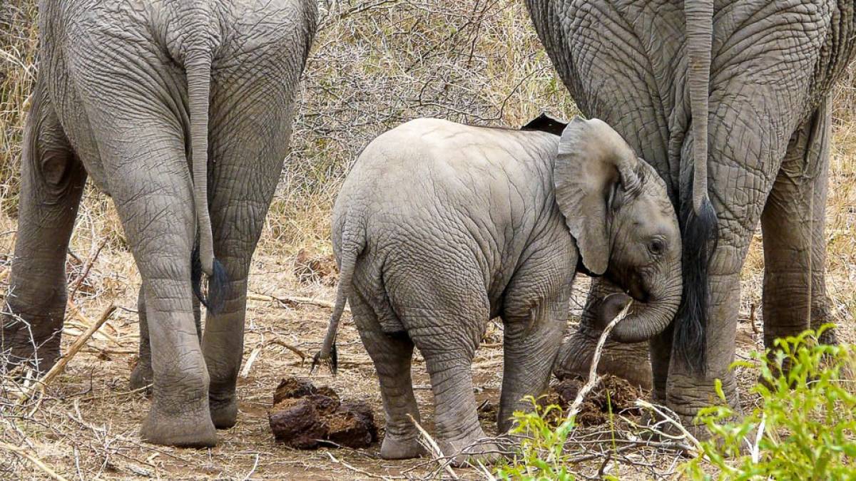 Family Day |  Isabella Schreieck / Chamleon
