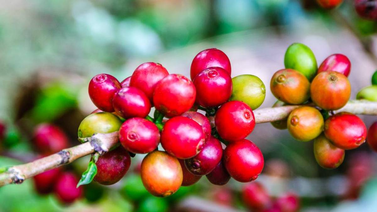Reife Beeren an einer Kaffeepflanze |  OGphoto, iStockphoto.com / Chamleon