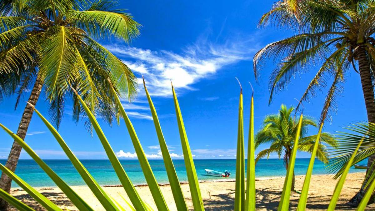 Palmensstrand in Costa Rica |  Tobias Hauser / Chamleon